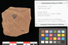 Foto (Objekt + Etikett) von Fagus feroniae Unger (NHMW-GEO-2024-0188-0992)